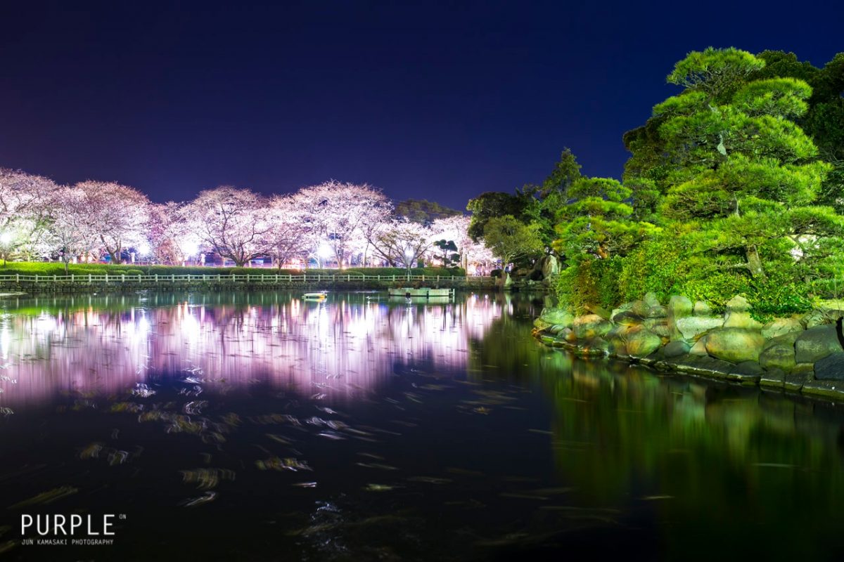 大村公園 長崎でおすすめの桜の名所 夜桜のライトアップが幻想的で美しい 17年開花時期 駐車場 アクセス情報など たびハック